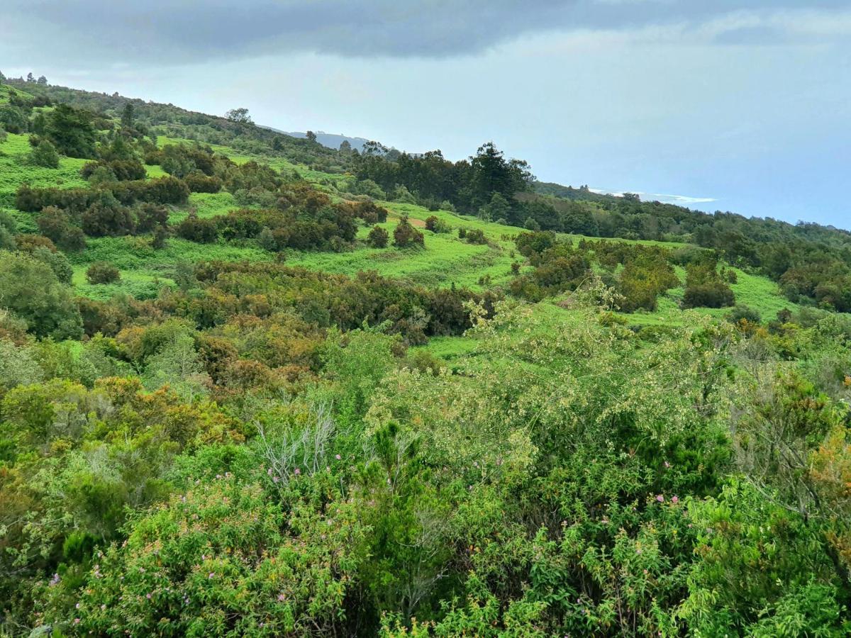 Canarian House Casa Esther In 伊科德·德·洛斯·维诺斯 外观 照片